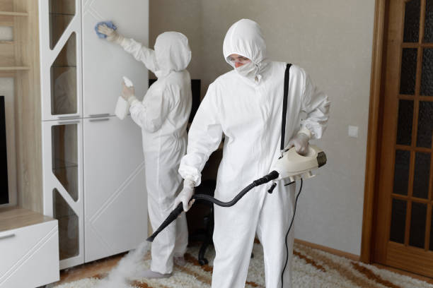 Best Black Mold Removal  in Patrick Springs, VA